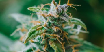 Arkansas Hemp Firms File Suit Against Delta-8 THC Ban