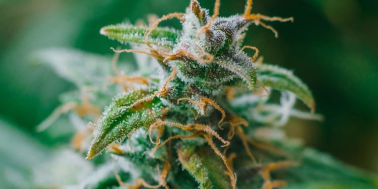 Arkansas Hemp Firms File Suit Against Delta-8 THC Ban