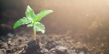 University of Nevada, Reno Announces Cannabis Scholarship