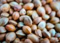 North America Dominates Seed Market, Report Indicates
