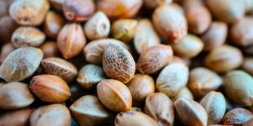 North America Dominates Seed Market, Report Indicates