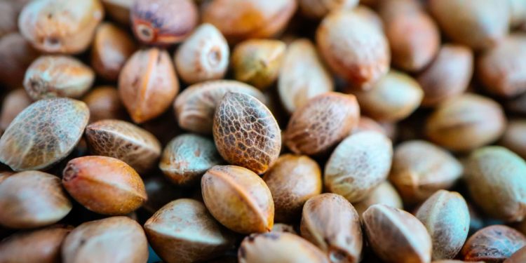 North America Dominates Seed Market, Report Indicates