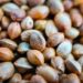 North America Dominates Seed Market, Report Indicates