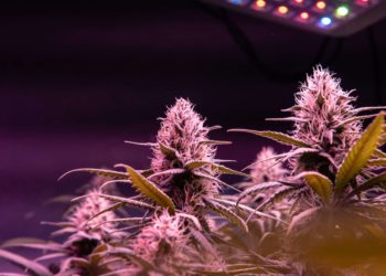 Ohio Rec MJ Market Could Generate $275-403M in Taxes in First Five Years