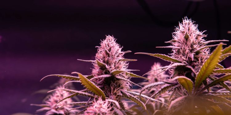 Ohio Rec MJ Market Could Generate $275-403M in Taxes in First Five Years