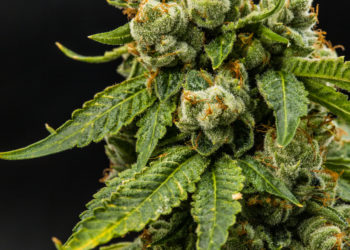 New Jersey Officer Reinstated After Being Fired For Positive Cannabis Drug Test