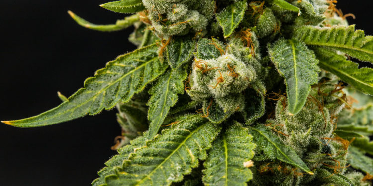 New Jersey Officer Reinstated After Being Fired For Positive Cannabis Drug Test