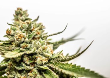 New Version of German Cannabis Legalization Bill Draft Possibly Arriving Next Week