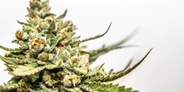 New Version of German Cannabis Legalization Bill Draft Possibly Arriving Next Week