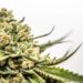 New Version of German Cannabis Legalization Bill Draft Possibly Arriving Next Week