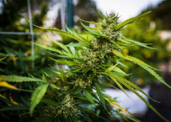 Dept. of Health and Human Services Calls On DEA to Reclassify Cannabis as Schedule III