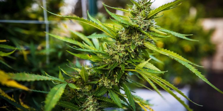 Dept. of Health and Human Services Calls On DEA to Reclassify Cannabis as Schedule III