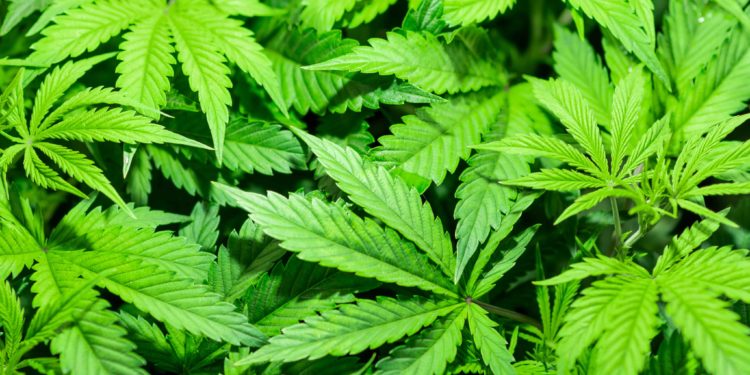 Hot Hemp and Delta-8 Products in Virginia Lead to ‘Aggressive’ Fines