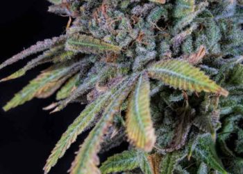 Cannabeginners: The History of Acapulco Gold