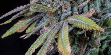Cannabeginners: The History of Acapulco Gold