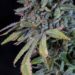 Cannabeginners: The History of Acapulco Gold
