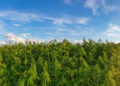USDA’s Weekly Farm Column Puts the Spotlight on Indiana Hemp Cultivator