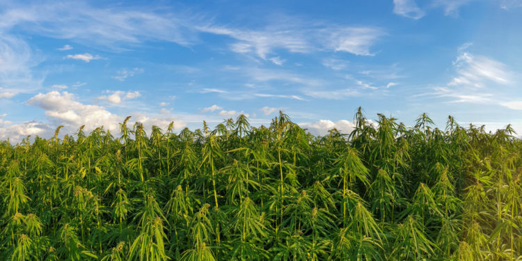 USDA’s Weekly Farm Column Puts the Spotlight on Indiana Hemp Cultivator