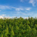USDA’s Weekly Farm Column Puts the Spotlight on Indiana Hemp Cultivator