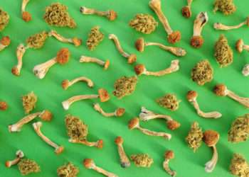 Shroom, Pot Operation Bust at Former Walmart Building Is West Tennessee’s Largest Ever