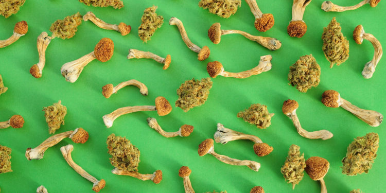 Shroom, Pot Operation Bust at Former Walmart Building Is West Tennessee’s Largest Ever