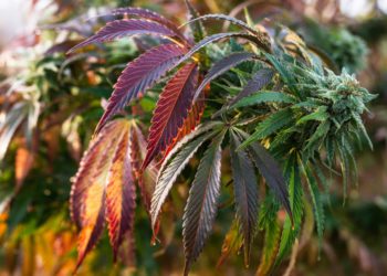 U.S. Lawmakers File Bill To Ease Federal Employment Restrictions On Cannabis Use