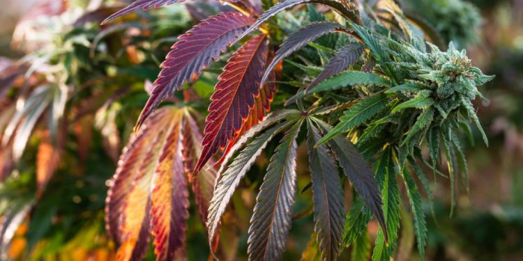 U.S. Lawmakers File Bill To Ease Federal Employment Restrictions On Cannabis Use