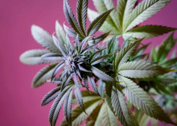 New Jersey Cannabis Tax Revenue Provides $5 Million to Violence Prevention