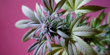 New Jersey Cannabis Tax Revenue Provides $5 Million to Violence Prevention