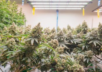 New York Weed License Pause Extended Two Weeks as Shop Owners Protest