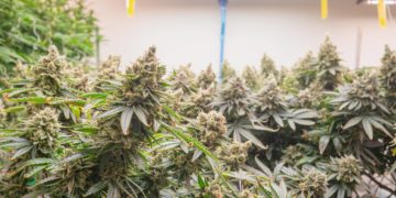 New York Weed License Pause Extended Two Weeks as Shop Owners Protest