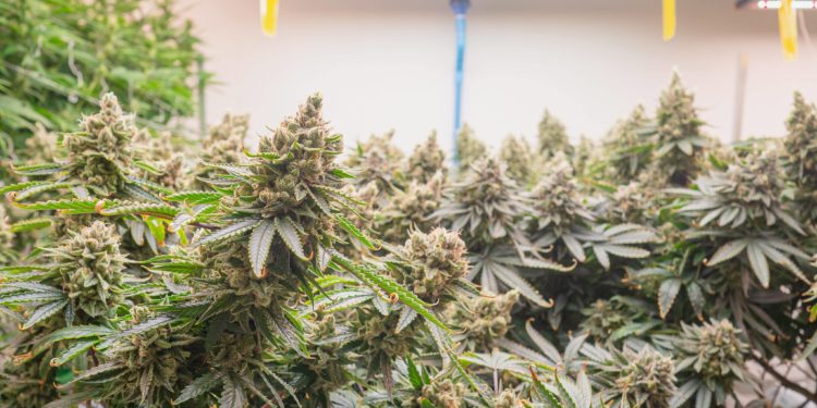 New York Weed License Pause Extended Two Weeks as Shop Owners Protest