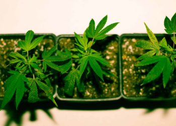 Survey: 58% of Cultivators Feel ‘Bad’ or ‘Terrible’ About Current State of Cannabis