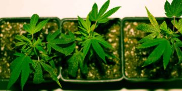 Survey: 58% of Cultivators Feel ‘Bad’ or ‘Terrible’ About Current State of Cannabis