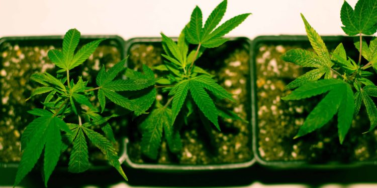 Survey: 58% of Cultivators Feel ‘Bad’ or ‘Terrible’ About Current State of Cannabis