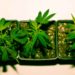 Survey: 58% of Cultivators Feel ‘Bad’ or ‘Terrible’ About Current State of Cannabis