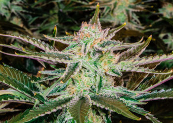 Missouri Foster Parents Can Now Legally Possess, Grow Cannabis in Their Homes