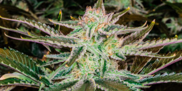 Missouri Foster Parents Can Now Legally Possess, Grow Cannabis in Their Homes