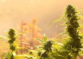 Oklahoma Sheriff Auctions Off Seized Pot Farm