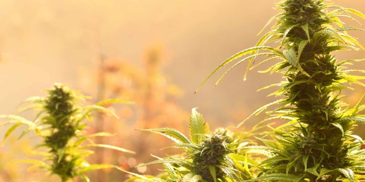 Oklahoma Sheriff Auctions Off Seized Pot Farm