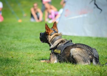 K9 Named Karma Poses With 18-Pound Suitcase of Weed from Florida Airport Bust