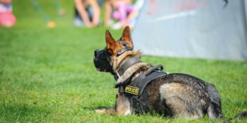 K9 Named Karma Poses With 18-Pound Suitcase of Weed from Florida Airport Bust