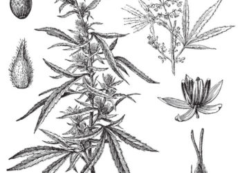 5 Big Moments in Cannabis History