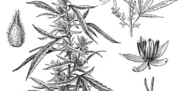 5 Big Moments in Cannabis History