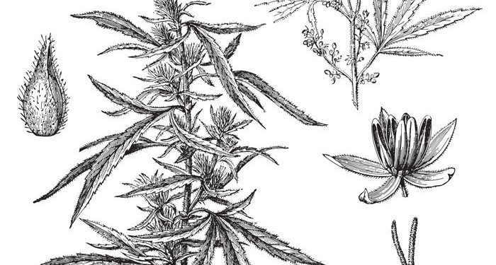 5 Big Moments in Cannabis History