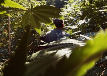 The Search for the Next Great Strain