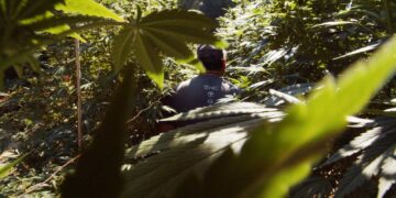 The Search for the Next Great Strain