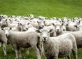 Herd of Sheep Devour Hundreds of Pounds of Pot in Greece
