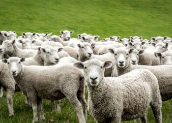 Herd of Sheep Devour Hundreds of Pounds of Pot in Greece