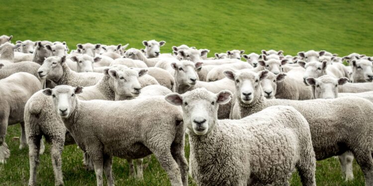 Herd of Sheep Devour Hundreds of Pounds of Pot in Greece